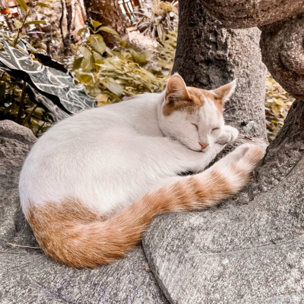 114學年度第2學期  班級講座