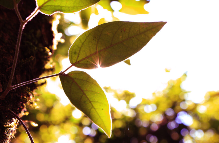 「不夠好」不是你的錯─關於羞愧你該知道的事